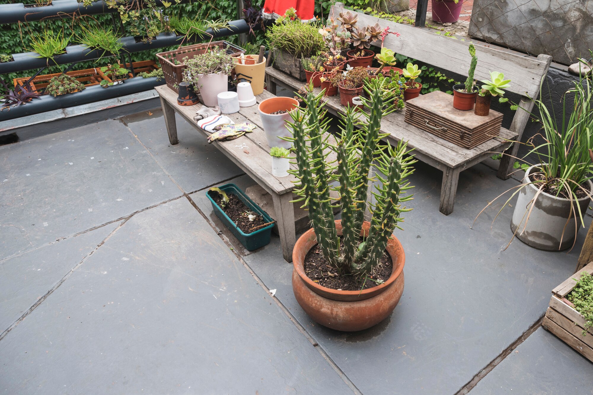 mesa banco llenos plantas 23 2147997132
